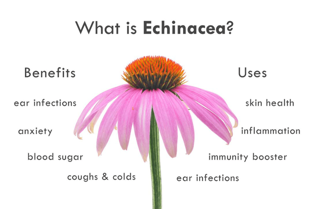 Echinacea health benefits