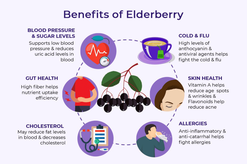 Elderberry health benefits
