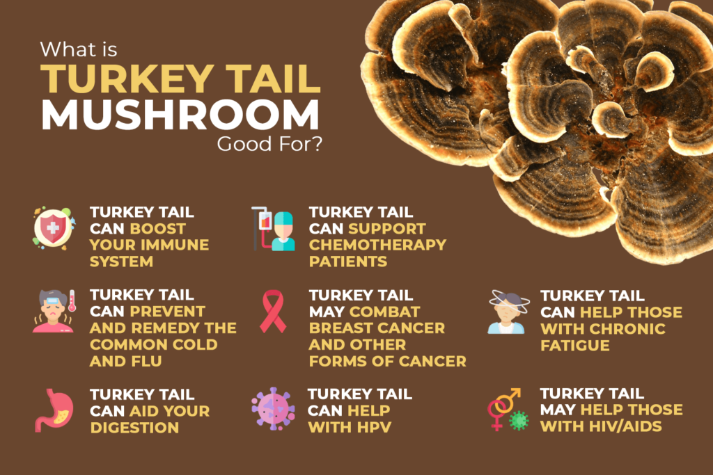 Turkey Tail health benefits